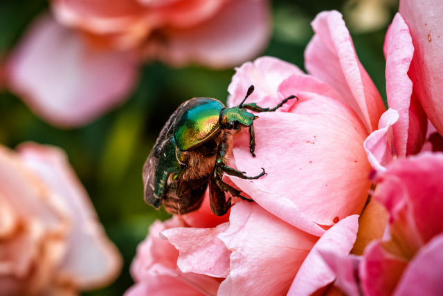 Taller familiar: Viatge fascinant a l’interior d’un insecte